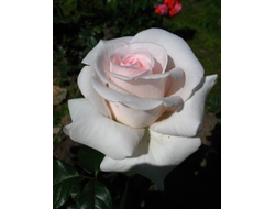 Prince Jardinier ( Принц Жарден, А.Пушкин)