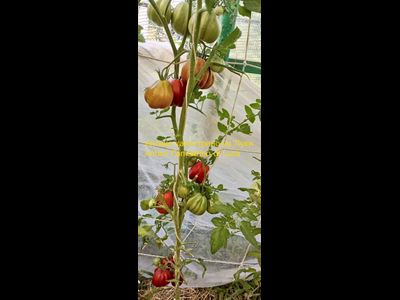 Томат Антико Канестрино из Лукки (Antico Canestrino di Lucca), Италия