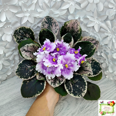 Dn-Дух Різдва (Д. Денисенко) 2020 г.