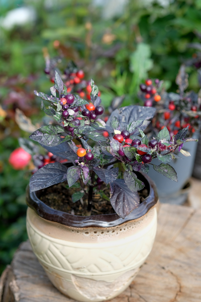 Перец острый Indonesian x Purple Flash, 10 шт