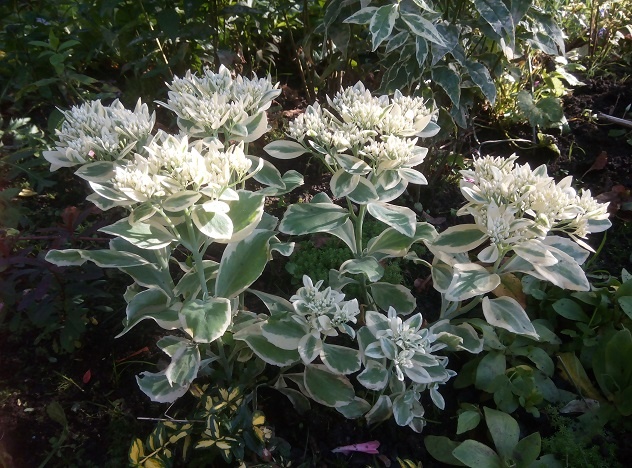 ОЧИТКИ \SEDUM\ - фрости морн, сорт очиток видный, многолетники цветы ...