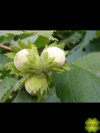 ЛЕЩИНА ОБЫКНОВЕННАЯ (ФУНДУК) ЗЕЛЕНОЛИСТНЫЙ