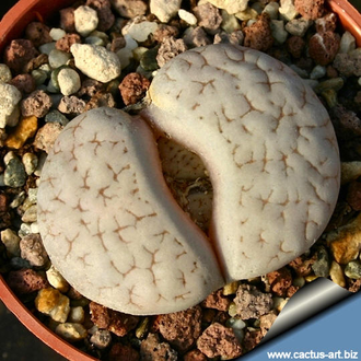 Lithops gracilidelineata v.waldroniae C189 (MG)  - 10 семян
