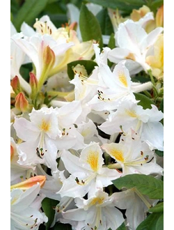 Рододендрон (Азалия) Daviesii