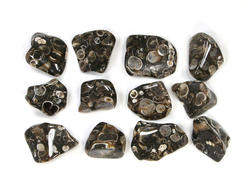 "Агат черепаховый", халцедон известняк-ракушечник, галтовка в ассортименте (18-25 мм, 3-4 г) №22883