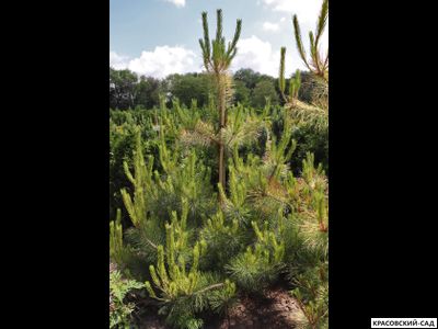 Сосна Окулус Драконис - Oculus Draconis