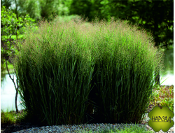 ПРОСО ПРУТЬЕВИДНОЕ "ХЕВИ МЕТАЛ"