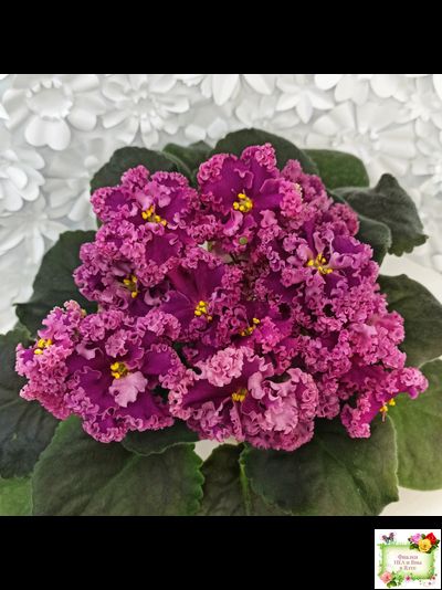 ЛФ-Дарья (Л.Федосеева) 2017 г. (пасынок укоренённый)