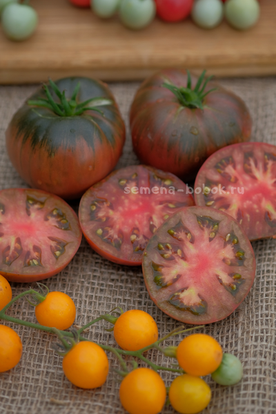 Томат Dwarf Pierce’s Pride (Гном Гордость Пирса), 10 шт