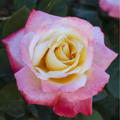 Летиция Каста(LAETITIA CASTA)