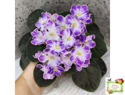 DS-Изюм (Dimetris) 2014 г.