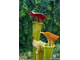 Sarracenia hybrid 13