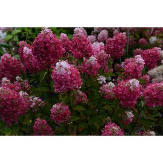 Самарская Лидия (Samarskya Lydia, Framboisine, Фрамбуазин)