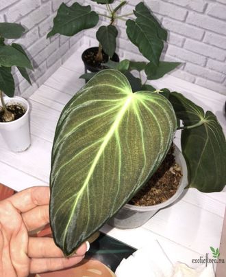 Philodendron Melanochrysum / Филодендрон Меланохризум