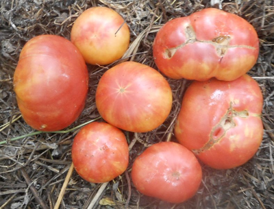 Томат Северное сияние (Northern lights)