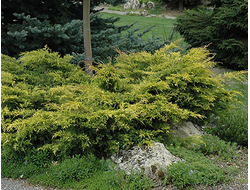 Можжевельник средний Old Gold, C2