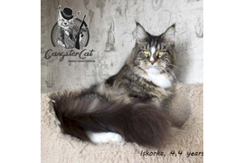 Волгоградский питомник Мейн кунов GangsterCat. Сайт: www.gangstercat.ru Тел: +7 (917) 335-09-66 (WhatsApp, Viber, Telegram), Татьяна.