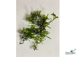 Папоротник Crepidomanes Lhaha Forest