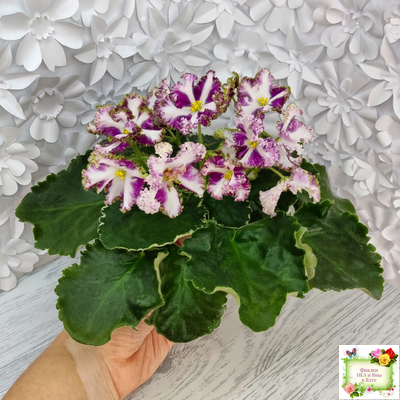 Лесной Царь (Кузина, Артемова) 2009 г. химера (стартер сорт)