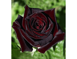 Блэк Баккара (Black Baccara)