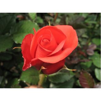 Маниту (Manitou), Ч/Г.