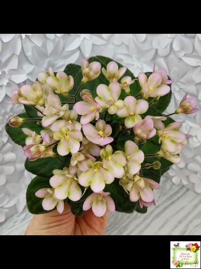 Morgan's Sweet Patootie (С.Eros)