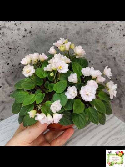 Pink Mint (S.Sorano) трейлер (пасынок срез)