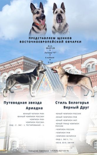 ВОСТОЧНО-ЕВРОПЕЙСКАЯ ОВЧАРКА