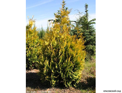 Туя Европа Голд - Europe gold