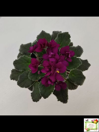 Jolly Fire (H.Pittman) (9715) 01/15/2007