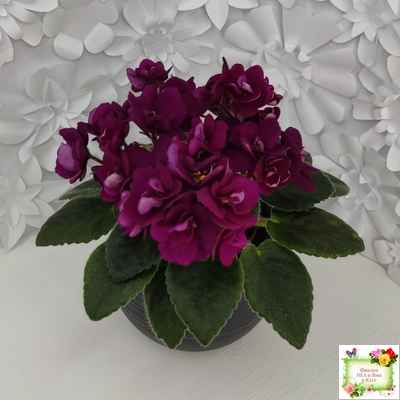 Precious Red (H. Pittman) (9724) 01/15/2007