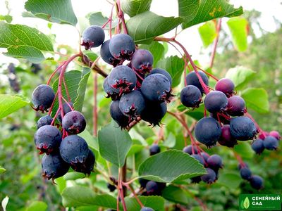 Ирга канадская