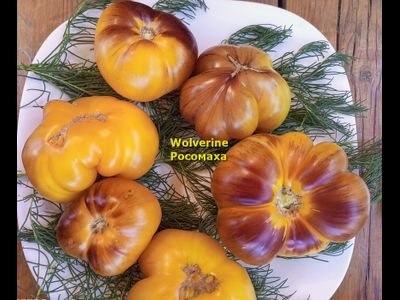 Томат Росомаха (Wolverine)