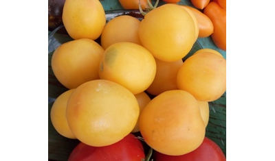 Томат Абрикосовый джем (Apricot jam)