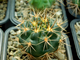Gymnocalycium neuhuberi GN 89-77 (D=35 mm)