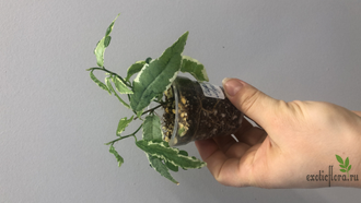 Ficus Sagittata Mutabilis / фикус сагиттата мутабилис