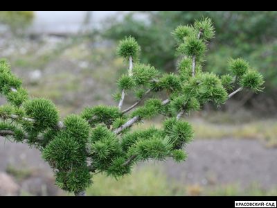 Лиственница европейская - Larix decidua