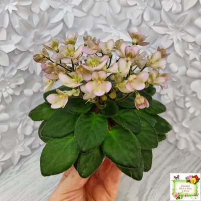 Morgan's Sweet Patootie (С.Eros)