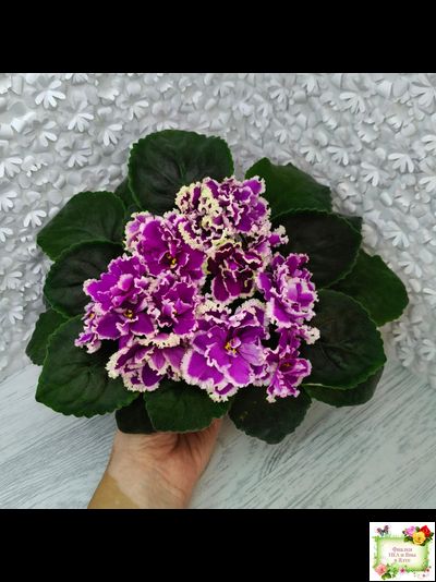 ЕК-Малахитовая Орхидея (Е. Коршунова) 2012 г.