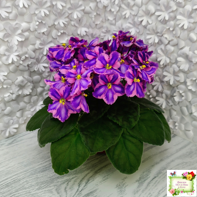 СГ-Каспер (И.Киселёва/С.Голубцова) химера