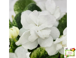 Scales White (Е. и Я. Немчиновы) 2025 г. (детка)