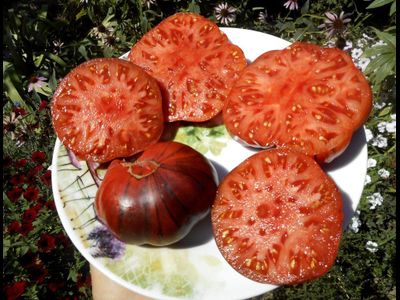 Томат Голубая прелесть (Blue Beauty), США