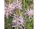Camassia leichtlinii Aurora