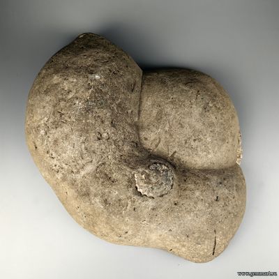 Аммонит, половинка, полированный срез. Россия. 360*280*90мм