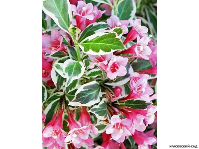 Вейгела Карикатура - Caricature