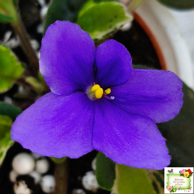 СФ-Томная Жозефина (С. Фатеева) листовая химера