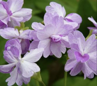 Primula sieboldii Koharu Biyori