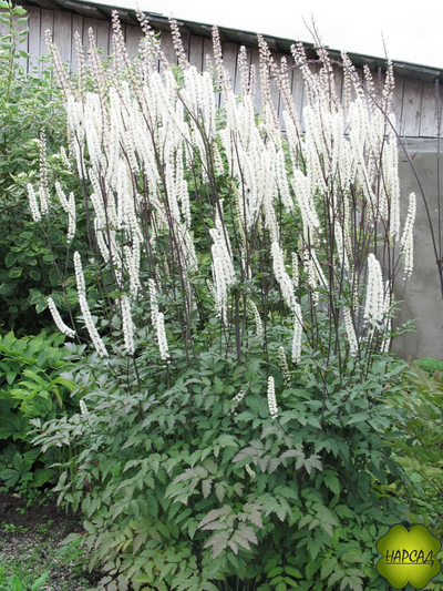 ЦИМИЦИФУГА (КЛОПОГОН) "ВАЙТ ПЕРЛ"