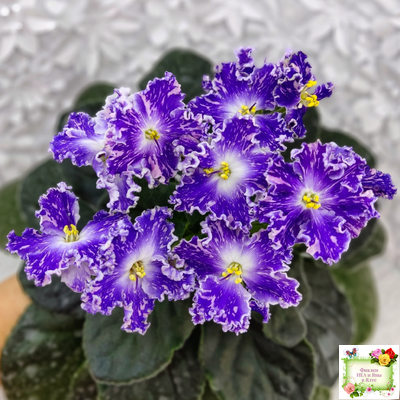 НД-Кристалл Сваровски (Н. Данилова-Суворова) 2019 г. (лист укоренённый)