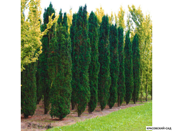 Тисс ягодный Фастигиата - Fastigiata